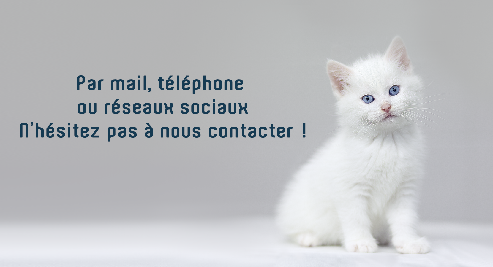 Chaton blanc invitant à contacter Entrechats, vétérinaire en exercice exclusif en médecine et chirurgie du chat. Chaton blanc invitant à contacter ses vétérinaires préférés sur Lyon premier - Entrechats - Exercice exclusif en médecine et chirurgie du chat.