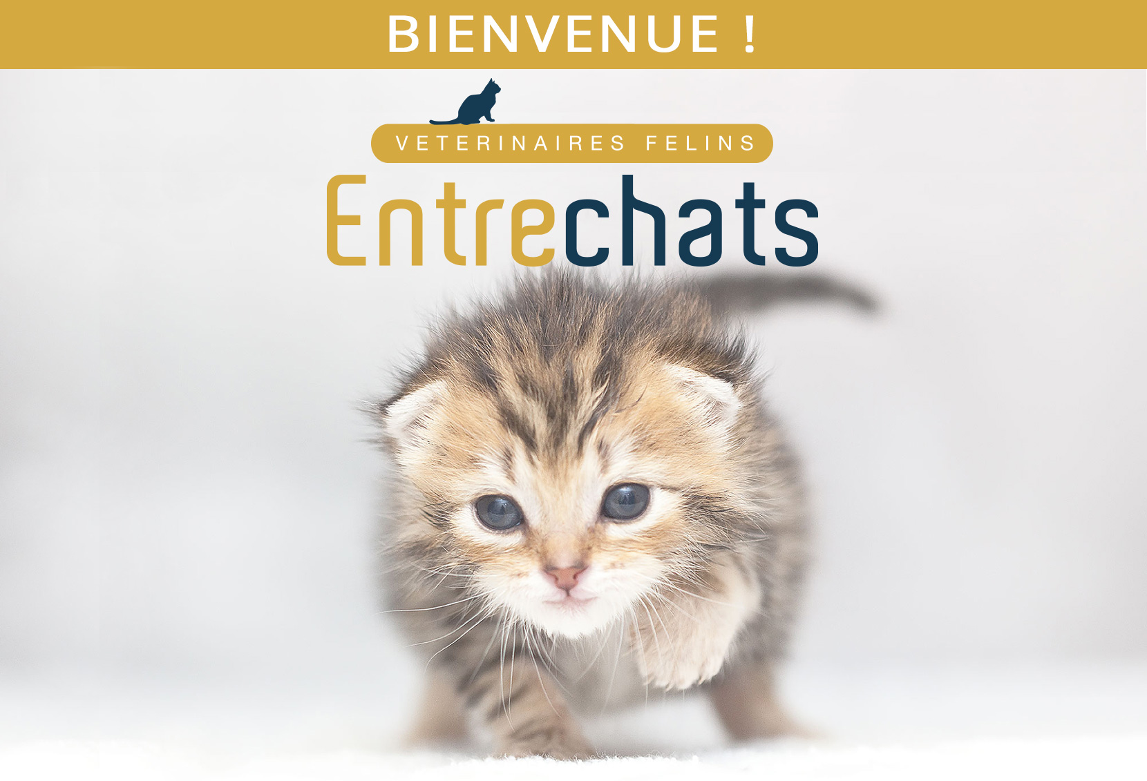 Chaton accourant chez ses vétérinaires félins à Lyon 69001, Entrechats - Santé et soins de votre chat